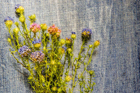 Dry flowers on the surface jeansの写真素材