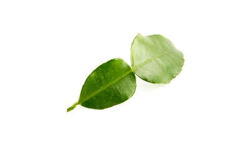 bergamot leaf on the white backgroundの写真素材