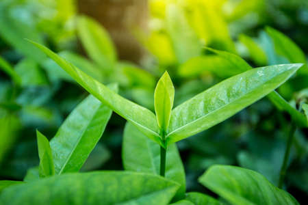 Close up Young plant growing over green background and morning sunlight environmentの写真素材