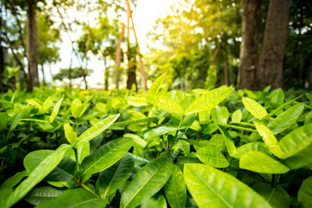 Close up Young plant growing over green background and morning sunlight environmentの写真素材