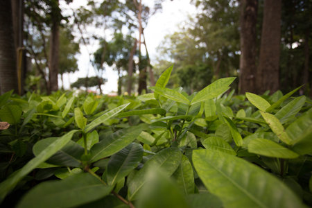 Close up Young plant growing over green background and morning sunlight environment
