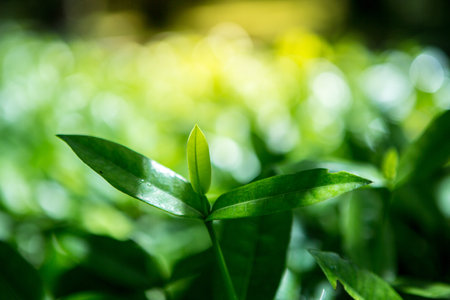 Close up Young plant growing over green background and morning sunlight environment