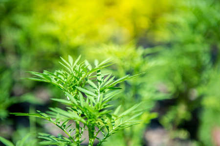 Close up Young plant growing over green background and morning sunlight environmentの写真素材