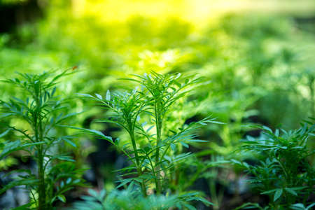 Close up Young plant growing over green background and morning sunlight environmentの写真素材