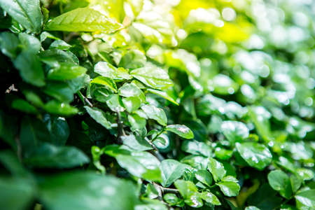 Close up Young plant growing over green background and morning sunlight environmentの写真素材