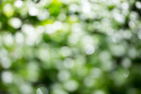 Green bokeh from green leafの写真素材