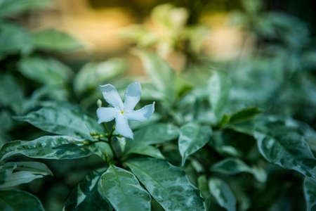 Green bokeh from green leafの写真素材