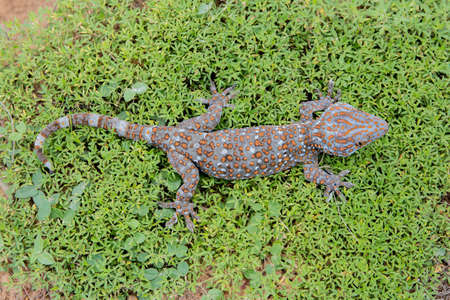 Gecko on the green grassの写真素材