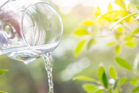 Drink water in glass over sunlight natural yello backgroundの写真素材