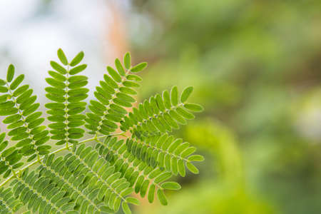 Leaves in over sunlight natural Green backgroundの写真素材