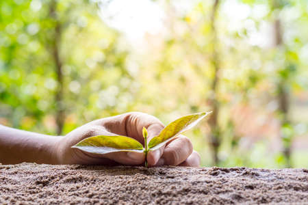 Plant with by hand drop sunlight over green backgroundの写真素材