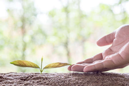 Tree care by handの写真素材