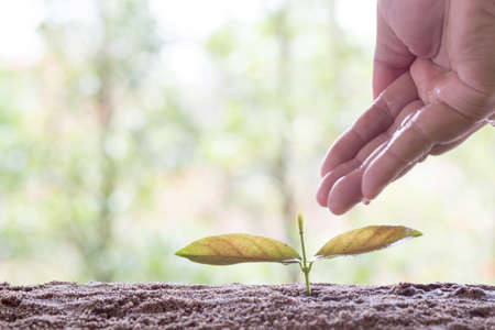Plant growing on soil with hand wateringの写真素材