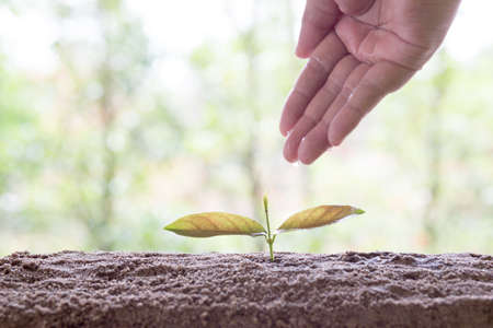 Plant growing on soil with hand wateringの写真素材