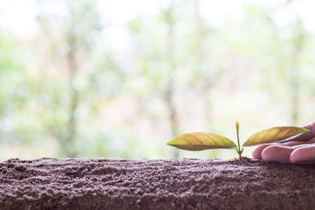 Tree care by handの写真素材