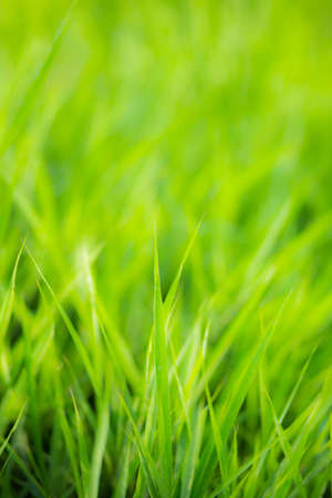 green grass nature backgroundの写真素材