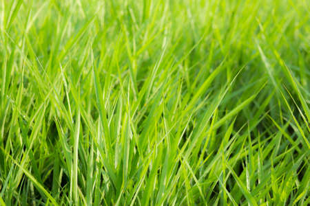 green grass nature backgroundの写真素材