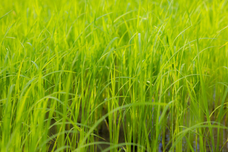 green grass nature backgroundの写真素材