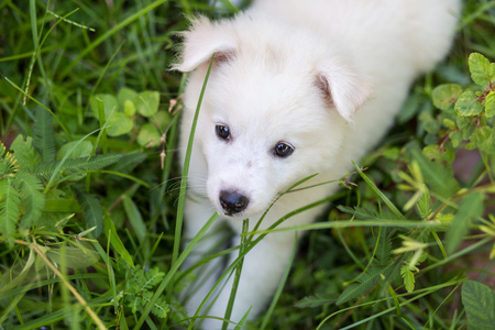 dog Japanese spitz in the grass with sunshine in the morningの写真素材