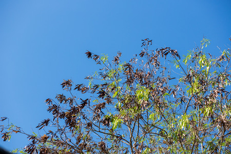The branches of the sky are bright.の写真素材