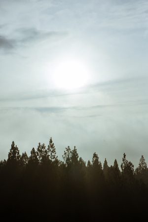 Top view Shadow of the pine trees sunlight in the morning.の写真素材