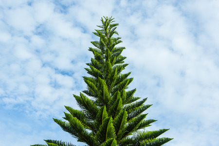 Forest of green pine trees on a clear day.の写真素材