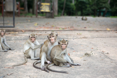 Long-tailed macaque