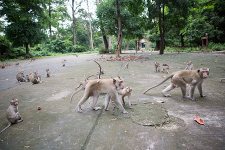 Long-tailed macaque