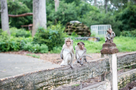 Long-tailed macaque, monkeyの写真素材