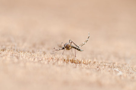 closeup shot of mosquito