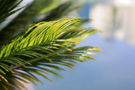 Close up photo of a palm tree whit a soft blue sea in the back.の写真素材