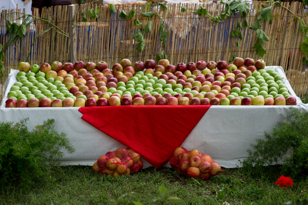 Table filled with green, red and yellow applesの写真素材
