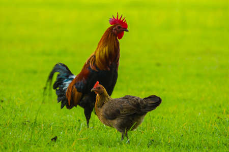 chick chickの写真素材