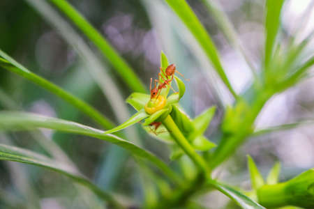 Ants on green plantの素材