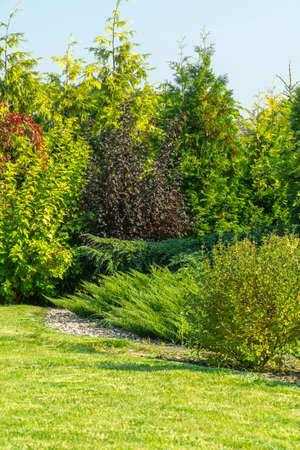 summer green garden or park in Polandの写真素材