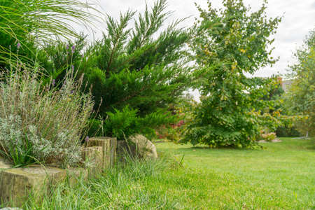 summer green garden or park in Polandの写真素材