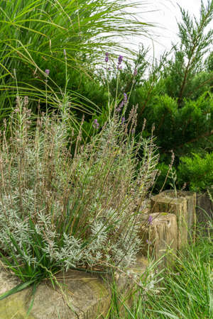 summer green garden or park in Polandの写真素材