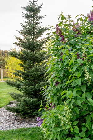 summer green garden or park in Polandの写真素材