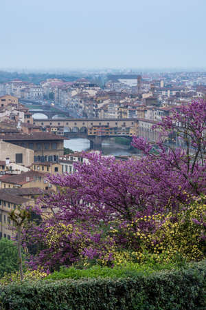 Wisteria bush on an old staircase in the city of Florence, Italyの写真素材