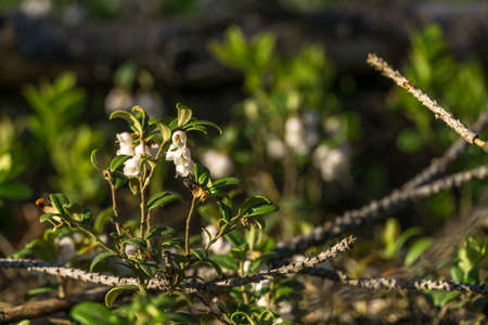 little white flowers in Tuchola Forest in Polandの写真素材