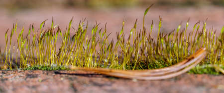 old brick wall with sprouting young grass in the gardenの写真素材