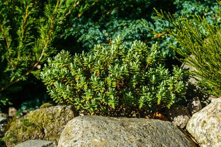 hebe plant in the garden on stonesの写真素材