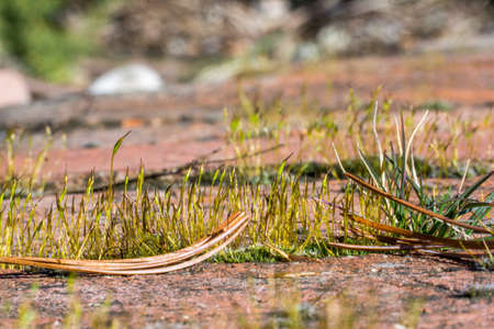 old brick wall with sprouting young grass in the gardenの写真素材