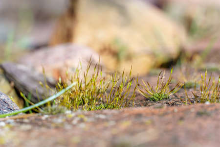 old brick wall with sprouting young grass in the gardenの写真素材