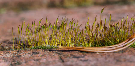 old brick wall with sprouting young grass in the gardenの写真素材