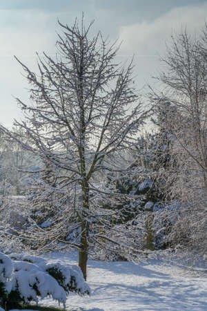 a snowy winter garden with the sun in the backgroundの写真素材