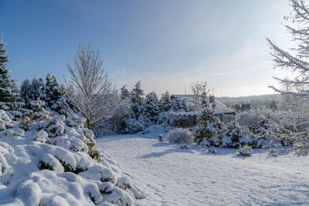 a snowy winter garden with the sun in the backgroundの写真素材