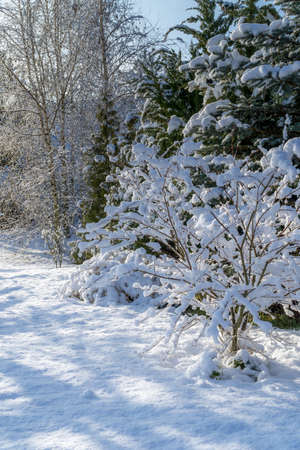 a snowy winter garden with the sun in the backgroundの写真素材