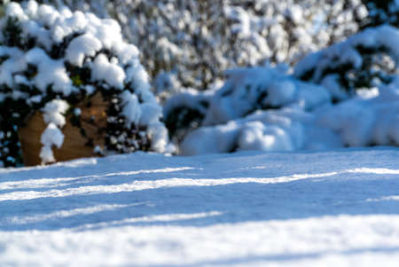 a snowy winter garden with the sun in the backgroundの写真素材
