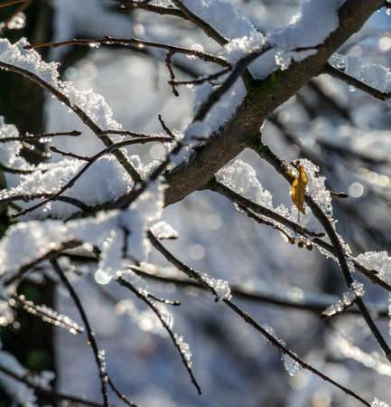 a snowy winter garden with the sun in the backgroundの写真素材